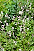 TIARELLA STARBURST