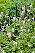 TIARELLA STARBURST