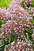 KALMIA LATIFOLIA COMET