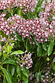 KALMIA LATIFOLIA COMET