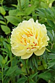 PAEONIA LACTIFLORA SONOMA SUN