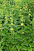 PHLOMIS RUSSELIANA