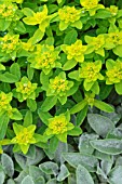 EUPHORBIA POLYCHROMA MAJOR