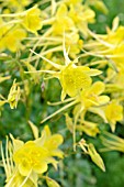 AQUILEGIA CHRYSANTHA YELLOW QUEEN