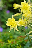 AQUILEGIA CHRYSANTHA YELLOW QUEEN