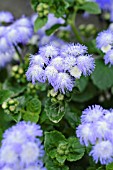 AGERATUM HOUSTONIANUM ARTIST ALTO DELFT