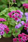 AGERATUM HOUSTONIANUM ARTIST BASSO PURPLE