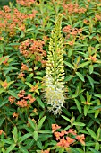 EREMURUS AND EUPHORBIA GRIFFITHII FIREGLOW