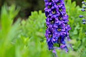 DELPHINIUM ELATUM TEMPELGONG