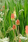 KNIPHOFIA