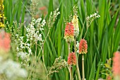 KNIPHOFIA