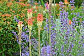 KNIPHOFIA AND NEPETA