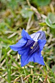 GENTIANA CLUSII