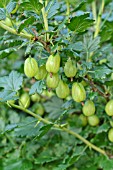 RIBES UVA-CRISPA