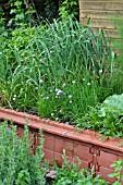 ALLIUM SCHOENOPRASUM AND ALLIUM CEPA IN A RAISED BED