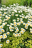 ANTHEMIS TINCTORIA SAUCE HOLLANDAISE