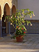 BRUGMANSIA IN CONTAINER, ORIENTAL GARDEN, ERHOLUNGSPARK MARZAHN, GERMANY