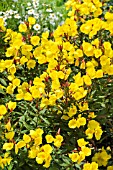 OENOTHERA FRUTICOSA SONNENWENDE SYN. OENOTHERA TETRAGONA SONNENWENDE