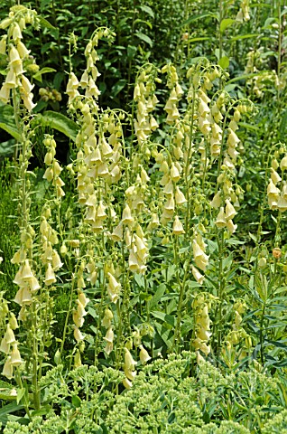 DIGITALIS_GRANDIFLORA