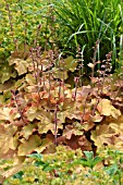 HEUCHERA VILLOSA CARAMEL