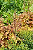 HEUCHERA VILLOSA CARAMEL