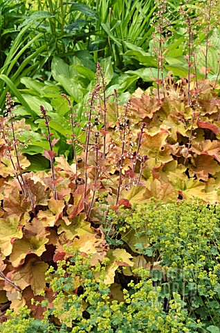 HEUCHERA_VILLOSA_CARAMEL