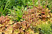 HEUCHERA VILLOSA CARAMEL