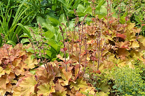 HEUCHERA_VILLOSA_CARAMEL