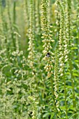 DIGITALIS LUTEA AND BOMBUS