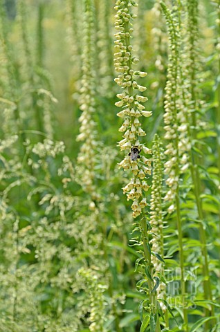 DIGITALIS_LUTEA_AND_BOMBUS