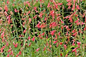 PENSTEMON BARBATUS COCCINEUS