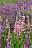 LYTHRUM SALICARIA BLUSH AND SALVIA NEMOROSA