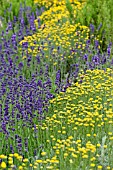 SANTOLINA CHAMAECYPARISSUS AND LAVANDULA ANGUSTIFOLIA