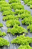 LACTUCA SATIVA VAR. CRISPA LOLLO BIONDA LEVISTRO WITH MULCH FOIL