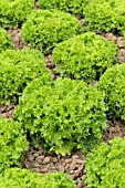 LACTUCA SATIVA VAR. CRISPA LOLLO BIONDA ALEPPO