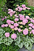 HYDRANGEA MACROPHYLLA AND BRUNNERA MACROPHYLLA JACK FROST