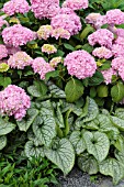 HYDRANGEA MACROPHYLLA AND BRUNNERA MACROPHYLLA JACK FROST