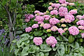 HYDRANGEA MACROPHYLLA AND BRUNNERA MACROPHYLLA JACK FROST