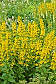 LYSIMACHIA PUNCTATA