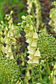 DIGITALIS GRANDIFLORA