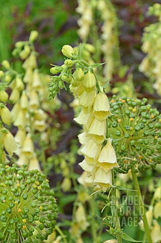 DIGITALIS_GRANDIFLORA