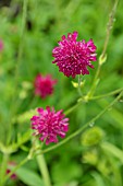 KNAUTIA MACEDONICA