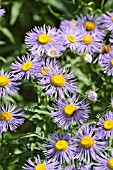 ERIGERON SPECIOSUS VAR. MACRANTHUS