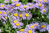 ERIGERON SPECIOSUS VAR. MACRANTHUS