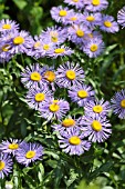 ERIGERON SPECIOSUS VAR. MACRANTHUS