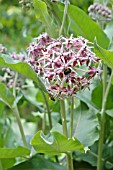 ASCLEPIAS SPECIOSA