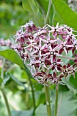 ASCLEPIAS SPECIOSA