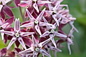 ASCLEPIAS SPECIOSA