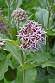 ASCLEPIAS SPECIOSA