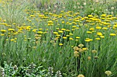 ACHILLEA FILIPENDULINA GOLD PLATE